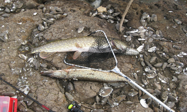 Gäddor från fiske vid Svartåfors